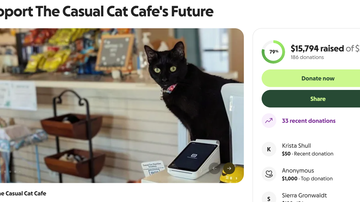 The Casual Cat Cafe in North Richland Hills is asking for $20,000 to help with their long term future.